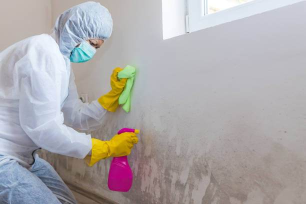 Best Residential Mold Inspection & Testing  in Franklin, CA