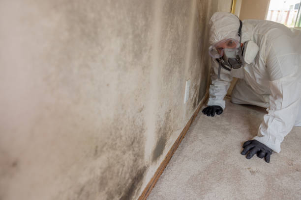 Best Environmental Consulting for Mold Prevention  in Franklin, CA